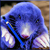Blue Mole Writes Snippets Feb 2012